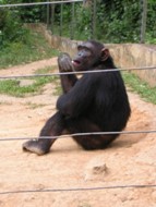 Chimpanz adulte: cliquer pour aggrandir