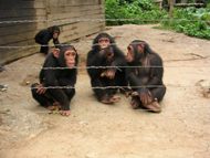 Chimpanz dans le parc: cliquer pour aggrandir