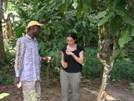 Dgustation des fves de cacao: cliquer pour aggrandir