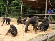 Famille des chimpanzs: cliquer pour aggrandir